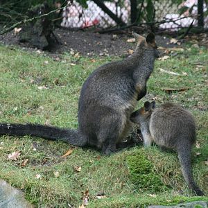 Swamp wallaby