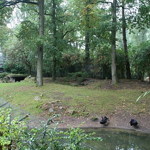 Swamp wallaby enclosure