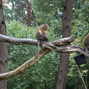 Golden-bellied mangabey