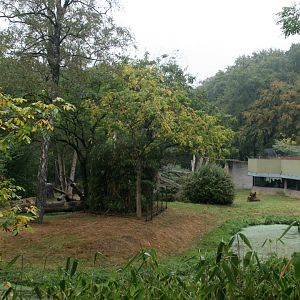 Western lowland gorilla outdoor enclosure