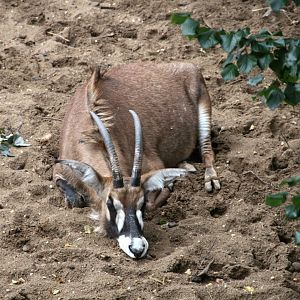 Roan antelope