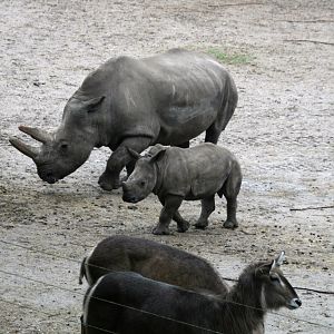 White rhino's and waterbucks