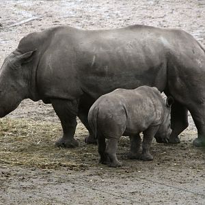 White rhino with calf