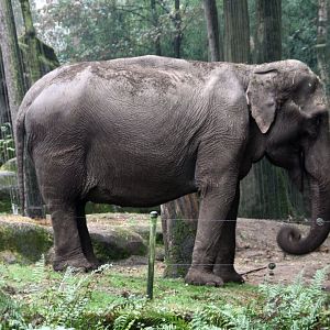 Elderly Asian elephant