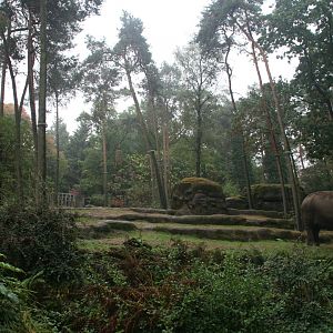 Asian elephant enclosure