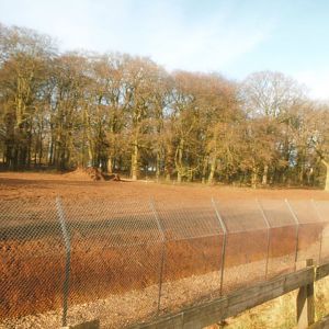 Construction site on the new African Hunting Dogs