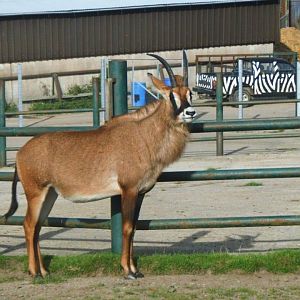 Roan Antelope