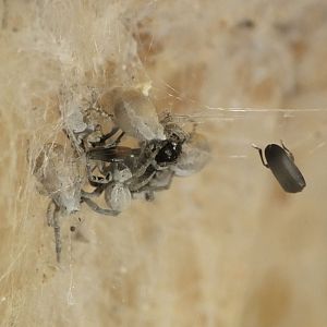 Indian social spiders