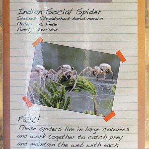 Indian social spiders label