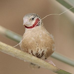 Cut-throat with palm fibre