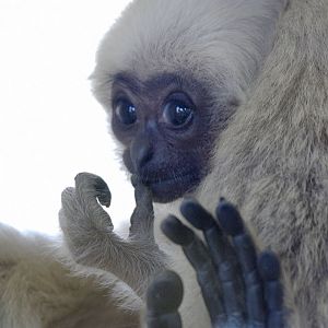 Pileated gibbon infant