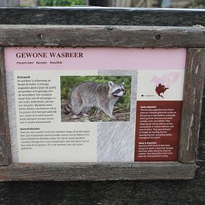 Raccoon-sign