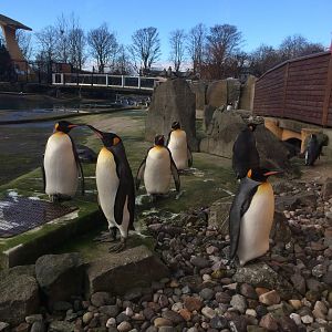 King penguins