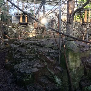 Barbary macaque enclosure