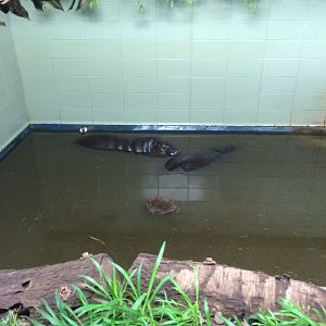 Pygmy hippo