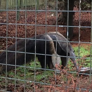 Giant anteater