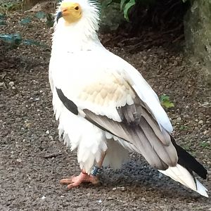 Egyptian vulture