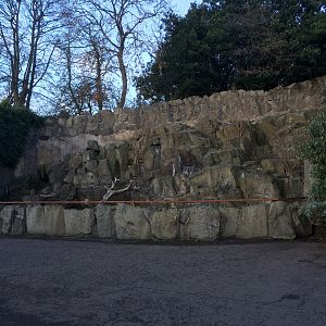 Rock hyrax enclosure