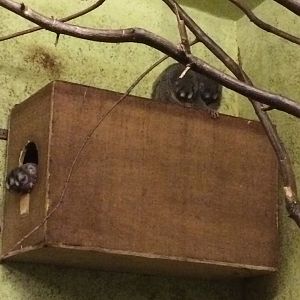 Grey-legged douroucouli family