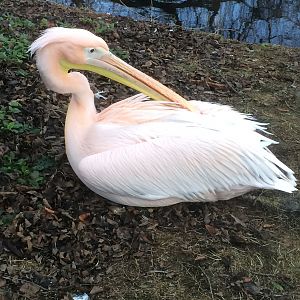 Exceedingly pink backed pelican
