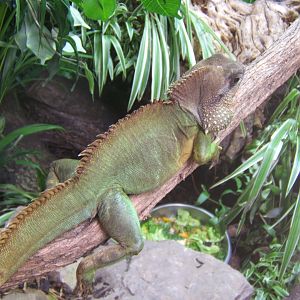 Asian Water Dragon
