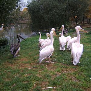Eastern White Pelicans