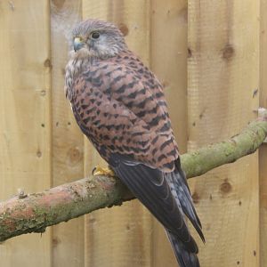 Eurasian Kestrel