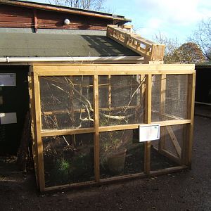 New Common Marmoset outdoor enclosure