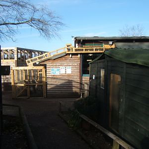 New Common Marmoset outdoor enclosure