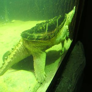 Alligator Snapping Turtle