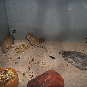 Greater Egyptian Jerboa