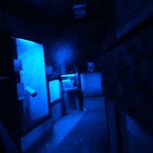 View inside Egyptian Fruit bat exhibit showing other exhibits