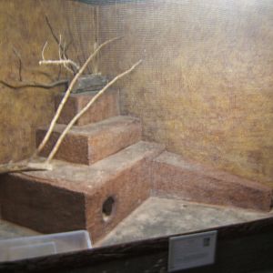 View of Fennec Fox exhibit