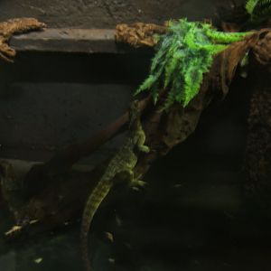 Webers Sailfin Lizard