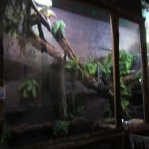 View of Webers Sailfin Lizard exhibit