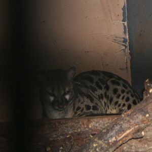 Pardine Genet