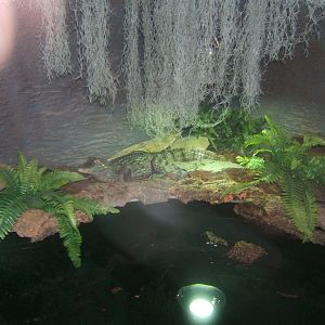Spectacled Caiman