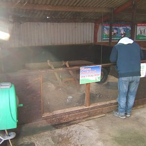 Windmill Animal Farm