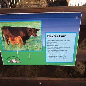 Windmill Animal Farm