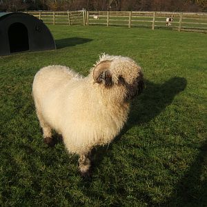 Windmill Animal Farm