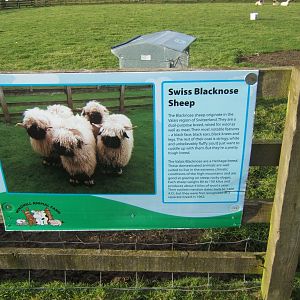 Windmill Animal Farm