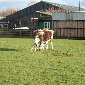 Windmill Animal Farm
