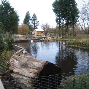 View of Northern swamps and forest exhibit