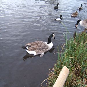 Giant Canada Goose