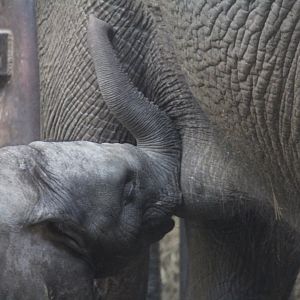 African elephant nursing