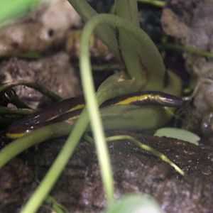 Yunnan Caecilian