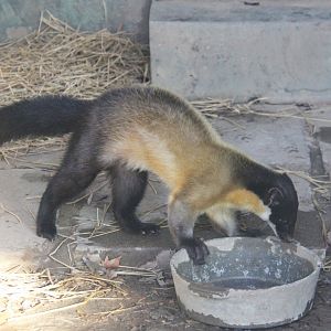 Yellow-throated Marten