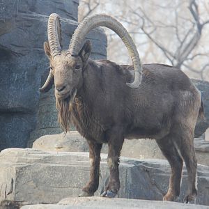 Siberian Ibex
