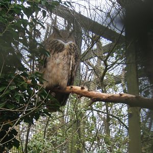 Turkmenian Eagle Owl