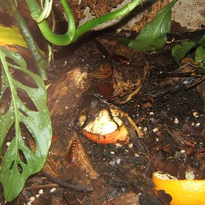 Sumatran Rhinoceros Beetle